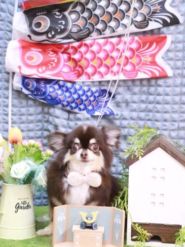 20230510ラブちゃん